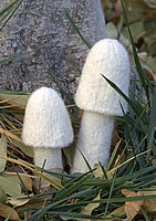 An Assortment of Mushrooms