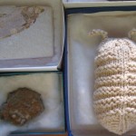 Knit Trilobite