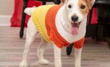 Candy Corn Dog Sweater Free Knitting Pattern