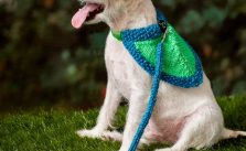 Flashy Dog Leash & Bandana Free Knitting Pattern