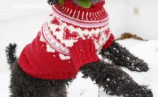Christmas Dog Sweater Free Knitting Pattern