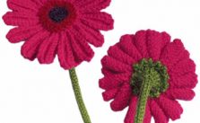 Gerberas Free Flower Knitting Pattern
