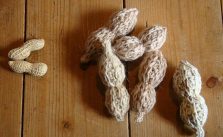 Free Peanut Knitting Pattern