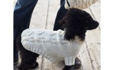 Patons Biscuits & Bones Dog Coat Free Knitting Pattern