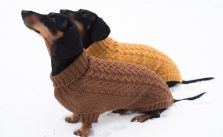 Free Knitting Pattern for a Cabled Dog Sweater