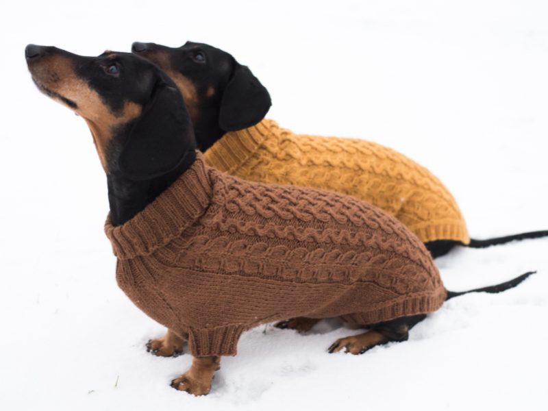 Free Knitting Pattern for a Cabled Dog Sweater